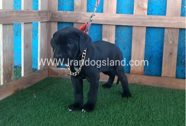 ---greatdane-113_9