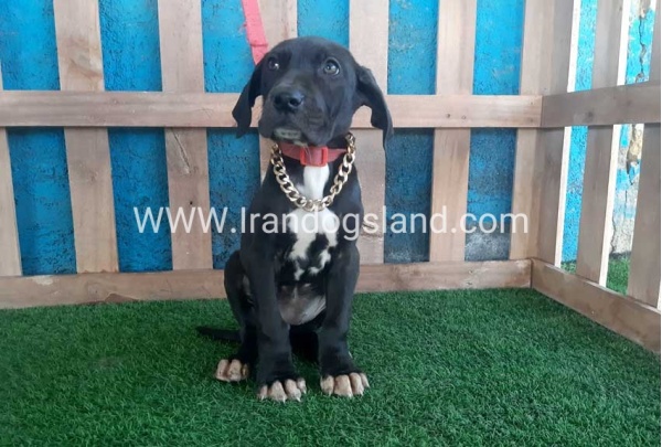 ---greatdane-114_1
