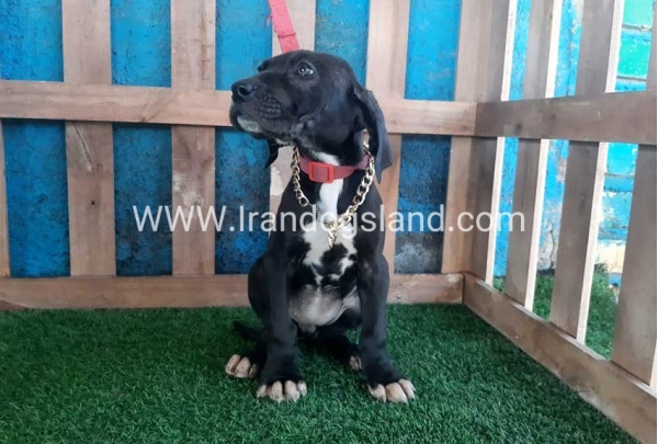 ---greatdane-114_10