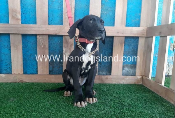---greatdane-114_11