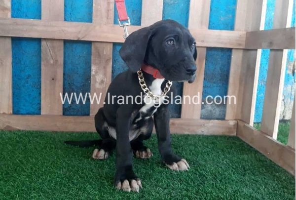 ---greatdane-114_12