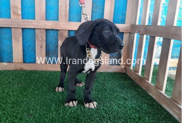 ---greatdane-114_2