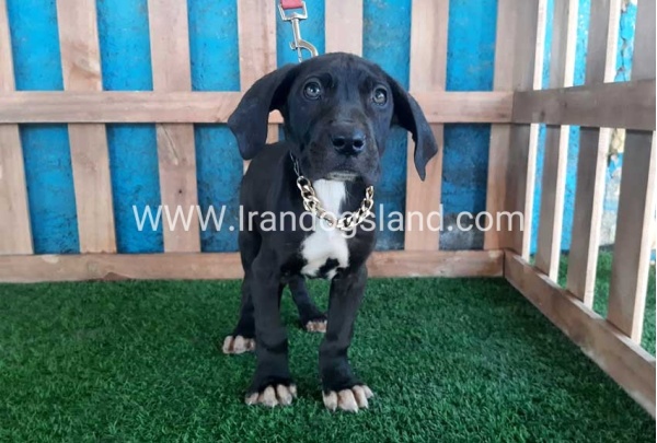 ---greatdane-114_3