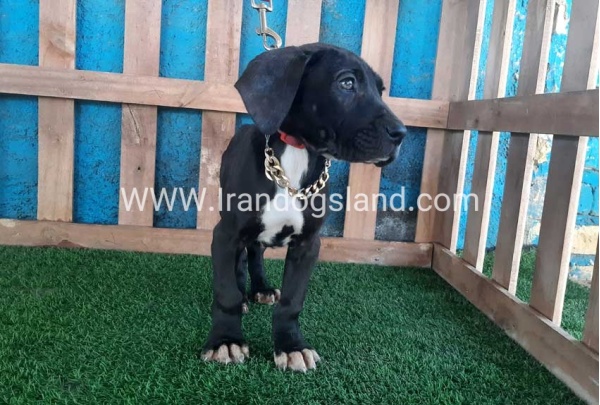 ---greatdane-114_4
