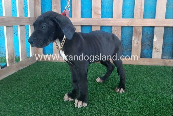 ---greatdane-114_5