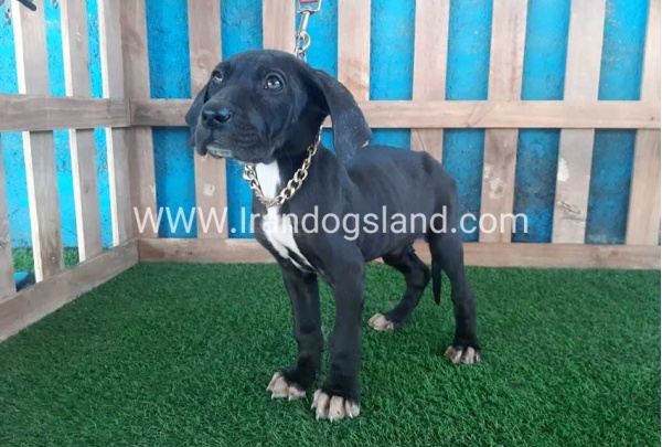 ---greatdane-114_6