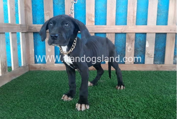 ---greatdane-114_7