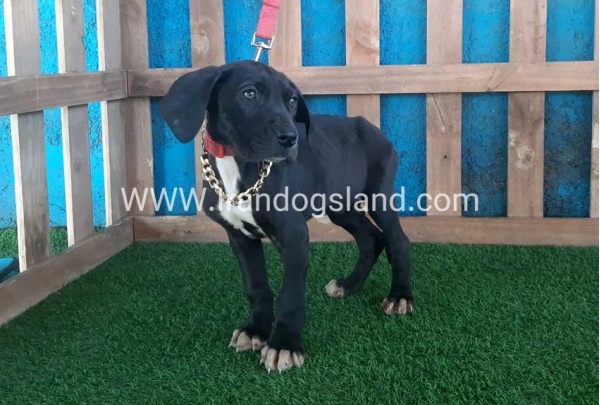 ---greatdane-114_8
