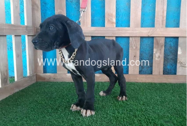---greatdane-114_9