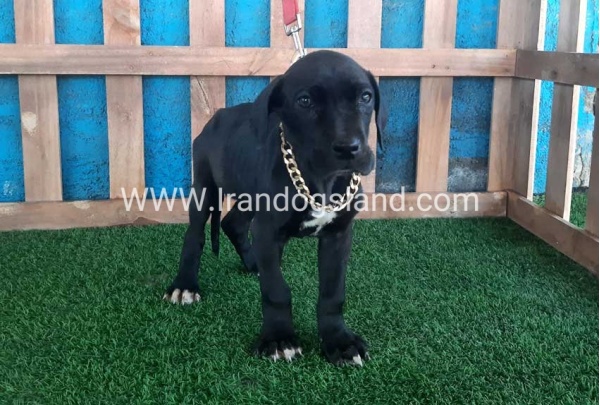 ---greatdane-115_1