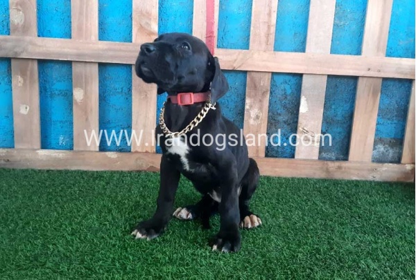 ---greatdane-115_10