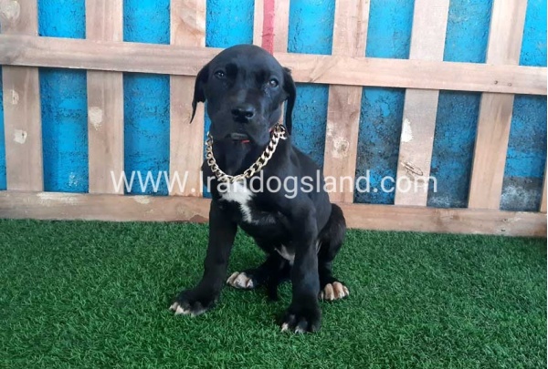---greatdane-115_11