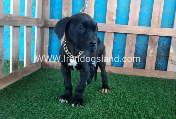 ---greatdane-115_12