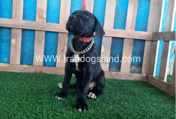 ---greatdane-115_2