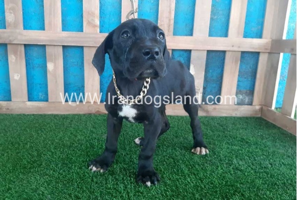 ---greatdane-115_3