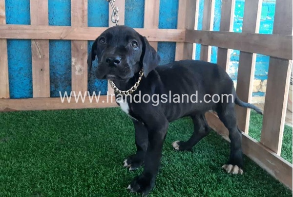 ---greatdane-115_4