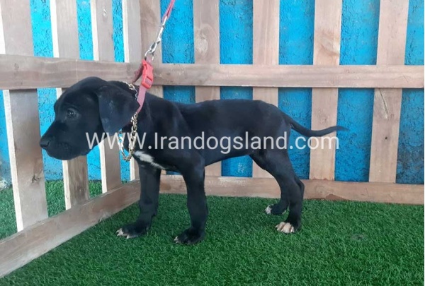 ---greatdane-115_5