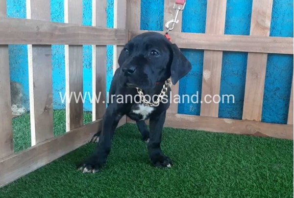 ---greatdane-115_6