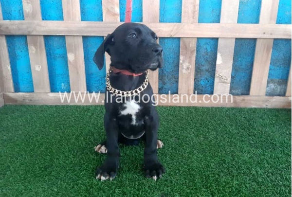 ---greatdane-115_7