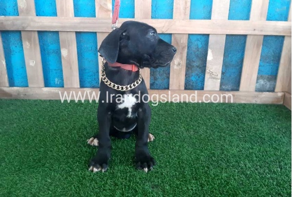 ---greatdane-115_8