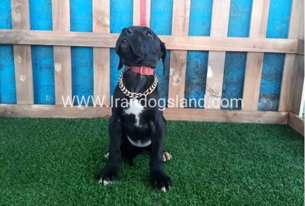 ---greatdane-115_9