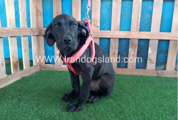 ---greatdane-116_1