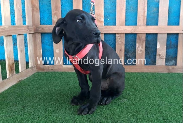 ---greatdane-116_11