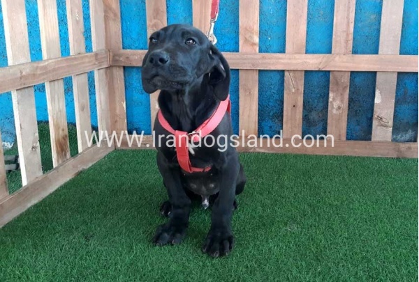 ---greatdane-116_2