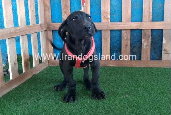 ---greatdane-116_4