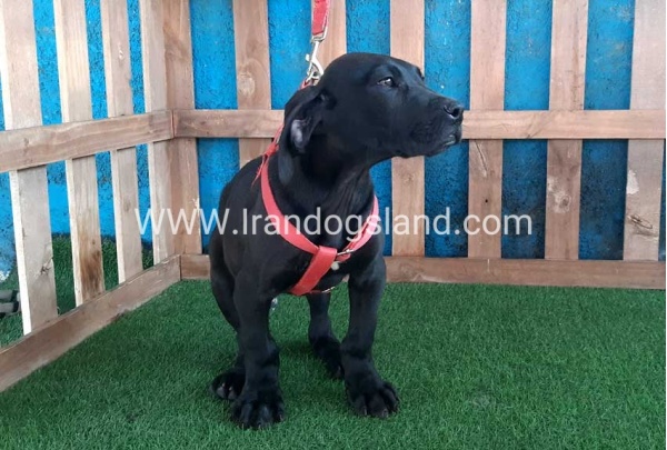---greatdane-116_5