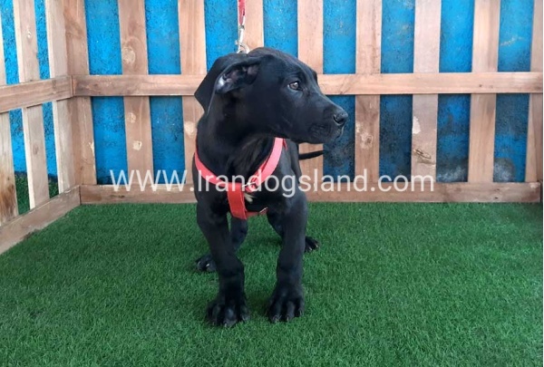 ---greatdane-116_6