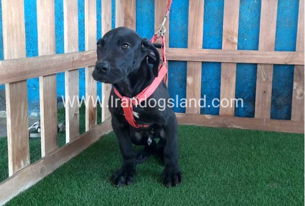 ---greatdane-116_7