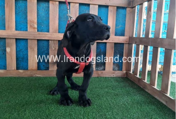 ---greatdane-116_9