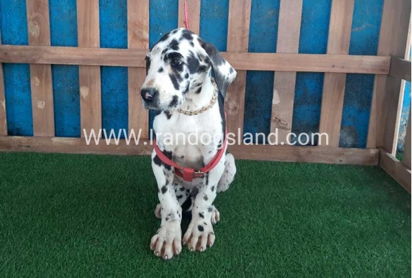 ---greatdane-117_1