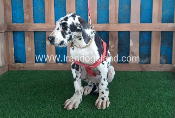 ---greatdane-117_10