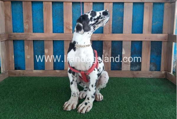 ---greatdane-117_11