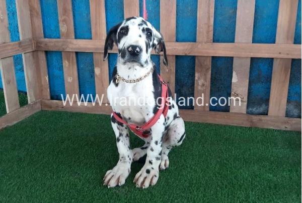 ---greatdane-117_12