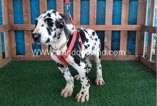 ---greatdane-117_3