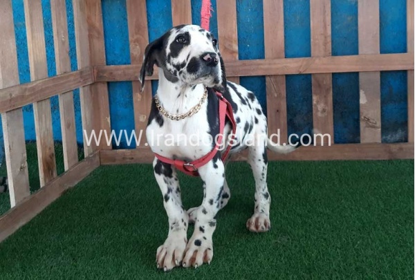 ---greatdane-117_4