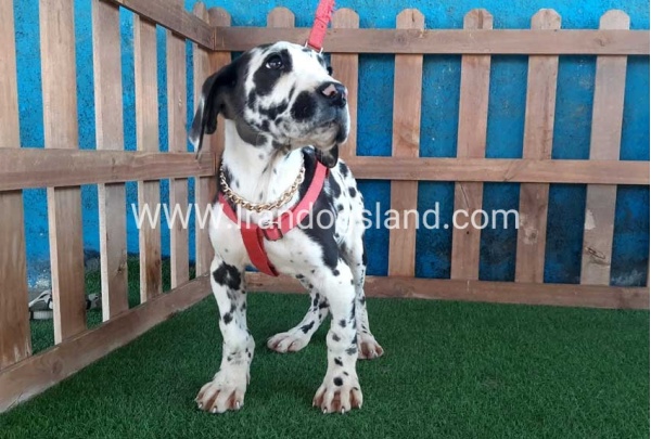 ---greatdane-117_5