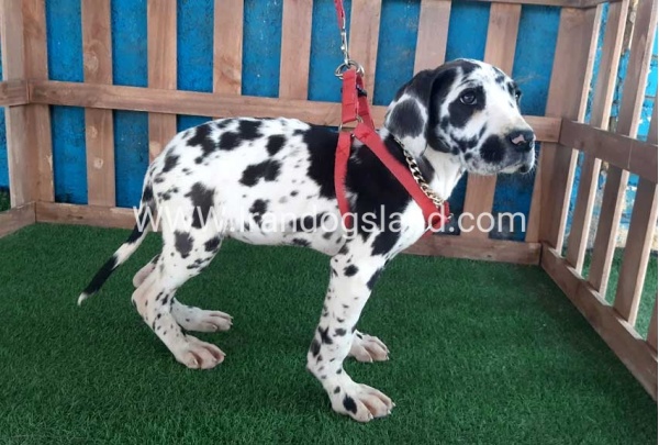 ---greatdane-117_6