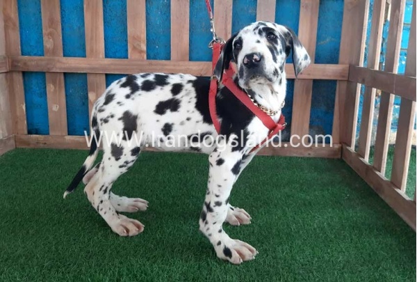 ---greatdane-117_7