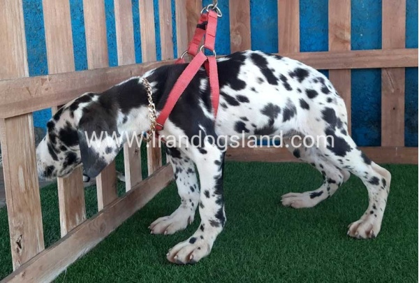 ---greatdane-117_8
