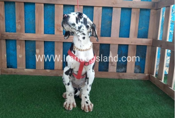 ---greatdane-117_9