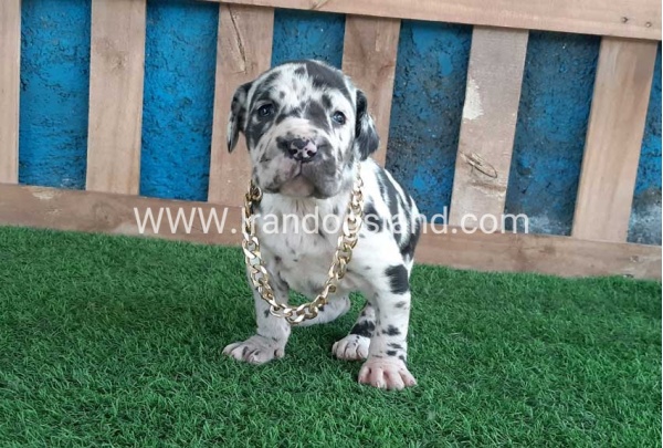---greatdane-118_1