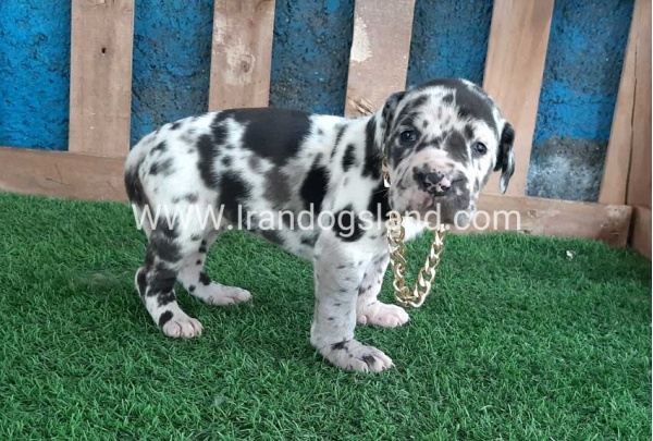 ---greatdane-118_2