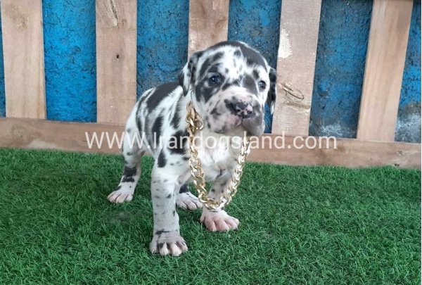 ---greatdane-118_3