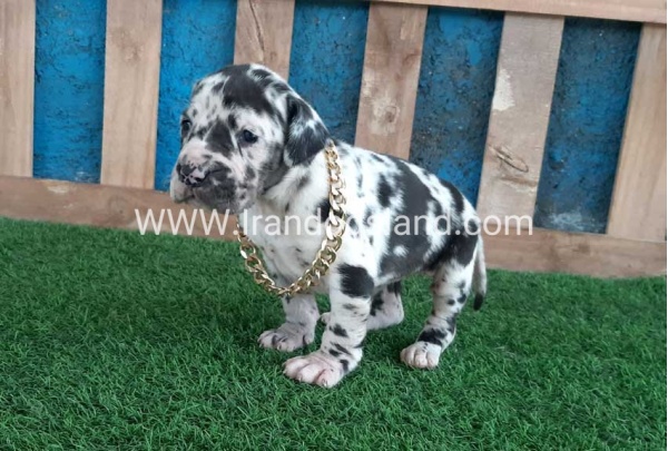 ---greatdane-118_4