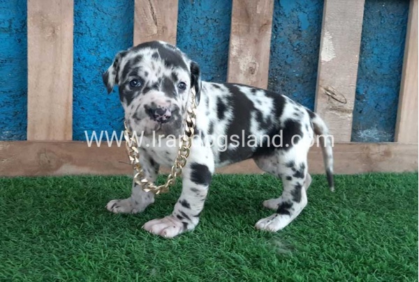 ---greatdane-118_5