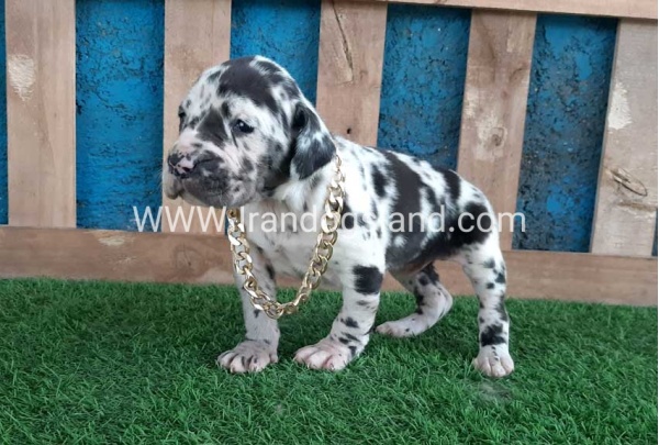 ---greatdane-118_6